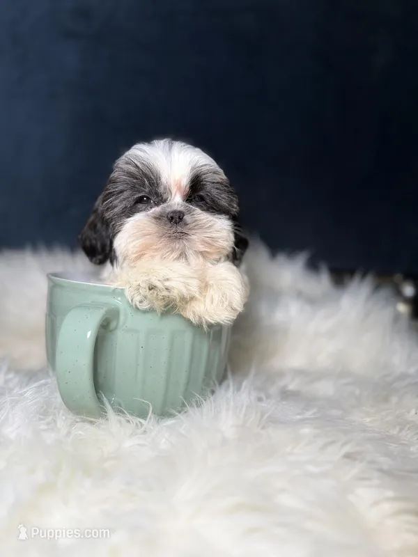Gizmo  – Shih Tzu puppy for sale in Olympia Fields, IL