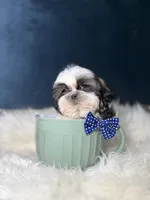 Gizmo , a male Shih Tzu for sale in Olympia Fields, IL – Photo 2 of 3