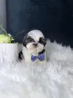 Gizmo , a male Shih Tzu for sale in Olympia Fields, IL – Photo 3 of 3