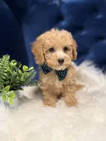 Loki, a male Miniature Goldendoodle for sale in Oak Brook, IL – 4 of 5