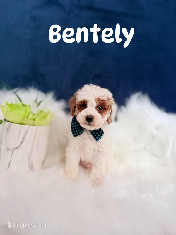 Bentely  – Poodle - Toy  puppy for sale in Homewood, IL