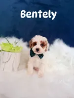 Bentely , a male Poodle - Toy  for sale in Homewood, IL – 1 of 1