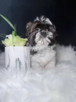 Sophia , a female Shih Tzu for sale in Olympia Fields, IL – Photo 3 of 3