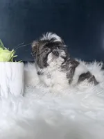 Sophia , a female Shih Tzu for sale in Olympia Fields, IL – Photo 1 of 3