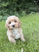 Bella , a male Cavapoo for sale in Oak Brook, IL – 1 of 3