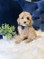 Biscuit , a male Miniature Goldendoodle for sale in Oak Brook, IL – 2 of 3