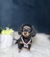 Jill, a female Miniature Dachshund for sale in Homewood, IL – Photo 3 of 3