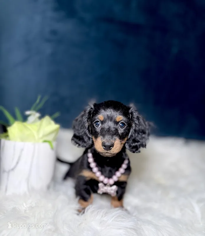 Jill – Miniature Dachshund puppy for sale in Homewood, IL