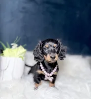 Jill, a female Miniature Dachshund for sale in Homewood, IL – Photo 2 of 3