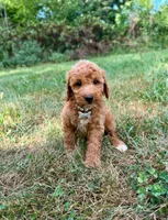 Lola , a female Miniature Goldendoodle for sale in Oak Brook, IL – 1 of 2