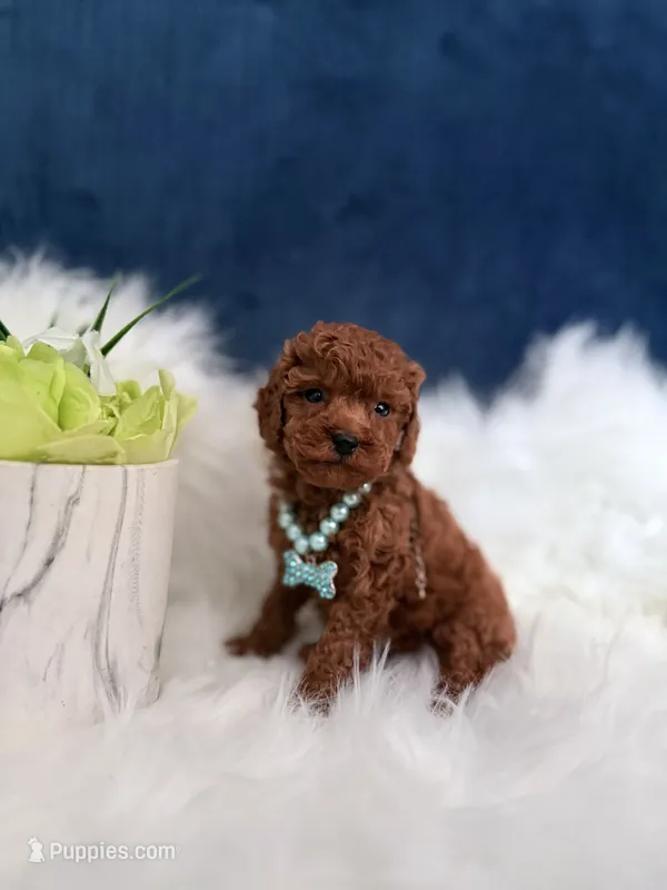 Sassy , a female Poodle - Toy  for sale in Homewood, IL – 1 of 1