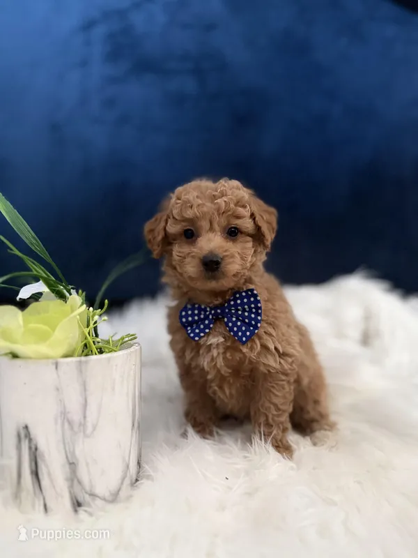 Micro Mini Milo – Miniature Goldendoodle puppy for sale in Olympia Fields, IL