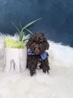 Hershey , a male Poodle - Toy  for sale in Olympia Fields, IL – Photo 3 of 4