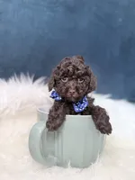 Hershey , a male Poodle - Toy  for sale in Olympia Fields, IL – Photo 2 of 4