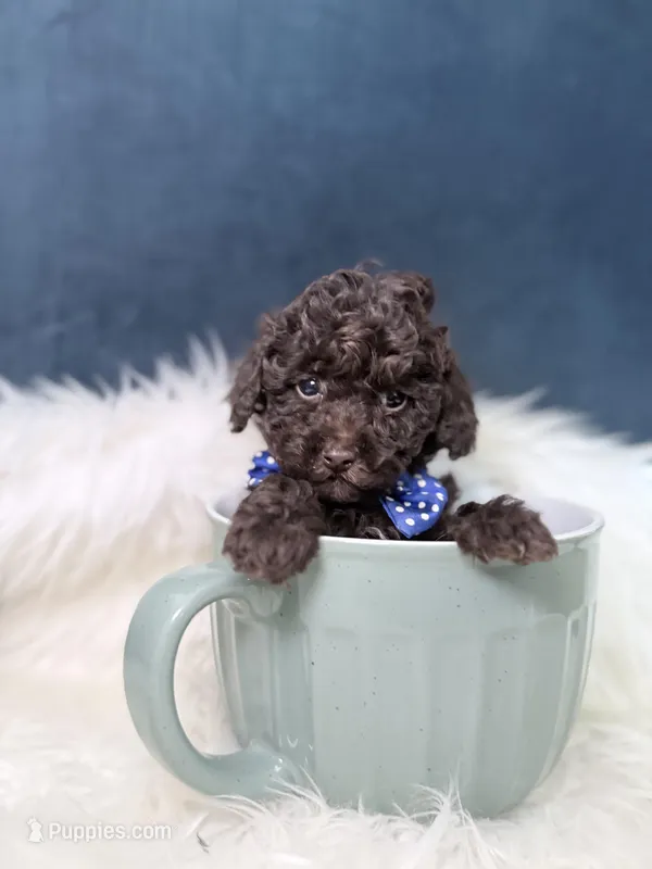 Hershey  – Poodle - Toy  puppy for sale in Olympia Fields, IL