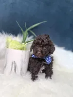 Hershey , a male Poodle - Toy  for sale in Olympia Fields, IL – Photo 4 of 4