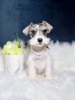 Pearl, a female Miniature Schnauzer for sale in Skokie, IL – 4 of 6