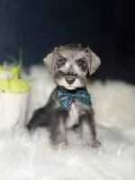 Mister , a male Miniature Schnauzer for sale in Skokie, IL – 3 of 5