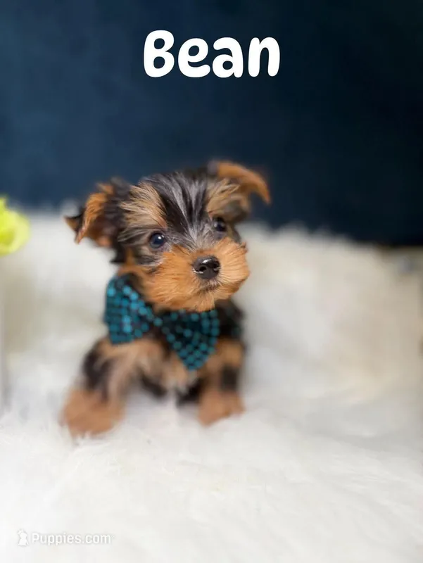 Bean  – Yorkshire Terrier puppy for sale in Oak Brook, IL