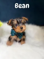 Bean , a male Yorkshire Terrier for sale in Oak Brook, IL – 1 of 1