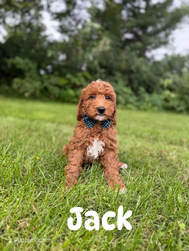 Jack  – Miniature Goldendoodle puppy for sale in Oak Brook, IL