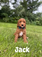 Jack , a male Miniature Goldendoodle for sale in Oak Brook, IL – 1 of 1