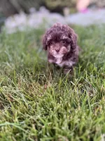 Cookie, a female Poodle - Toy  for sale in Oak Brook, IL – 2 of 2