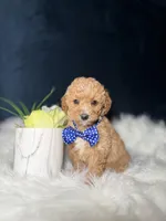Tito , a male Miniature Goldendoodle for sale in Homewood, IL – 2 of 4