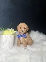 Tito , a male Miniature Goldendoodle for sale in Homewood, IL – 3 of 4