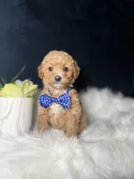 Tito , a male Miniature Goldendoodle for sale in Homewood, IL – 1 of 4