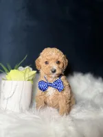 Tito , a male Miniature Goldendoodle for sale in Homewood, IL – 4 of 4