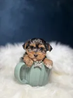 Susie Q, a female Yorkshire Terrier for sale in Olympia Fields, IL – Photo 1 of 4