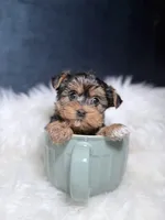 Susie Q, a female Yorkshire Terrier for sale in Olympia Fields, IL – Photo 4 of 4