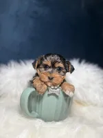 Susie Q, a female Yorkshire Terrier for sale in Olympia Fields, IL – Photo 2 of 4