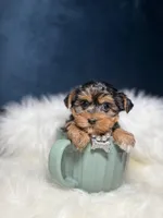 Susie Q, a female Yorkshire Terrier for sale in Olympia Fields, IL – Photo 3 of 4
