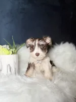 Lola , a female Miniature Schnauzer for sale in Homewood, IL – 2 of 2