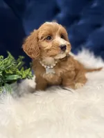 Chloe, a female Miniature Goldendoodle for sale in Oak Brook, IL – 2 of 4