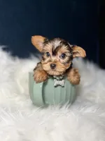 Missy , a female Yorkshire Terrier for sale in Skokie, IL – 5 of 5