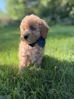 Blue , a male Miniature Goldendoodle for sale in Oak Brook, IL – 3 of 4