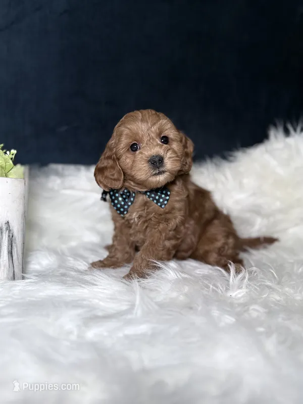 Charlie  – Miniature Goldendoodle puppy for sale in Homewood, IL