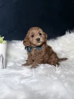 Charlie , a male Miniature Goldendoodle for sale in Homewood, IL – 1 of 3