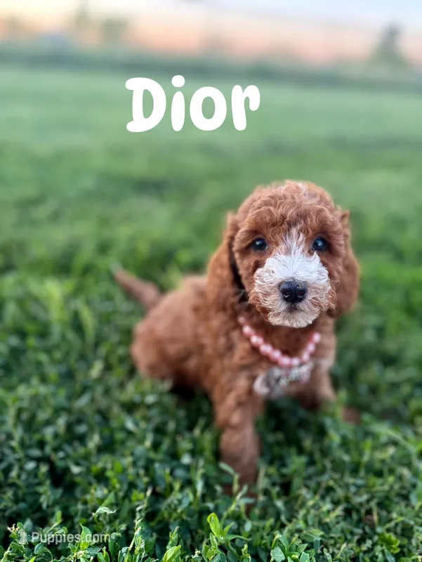 Dior (Micro)  – Miniature Goldendoodle puppy for sale in Homewood, IL