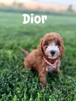 Dior (Micro) , a female Miniature Goldendoodle for sale in Homewood, IL – 1 of 1