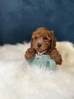 Patty , a female Poodle - Toy  for sale in Olympia Fields, IL – Photo 4 of 4