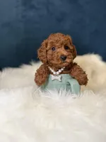 Patty , a female Poodle - Toy  for sale in Olympia Fields, IL – Photo 2 of 4