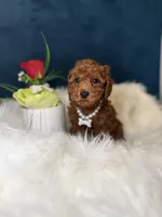 Patty , a female Poodle - Toy  for sale in Olympia Fields, IL – Photo 3 of 4