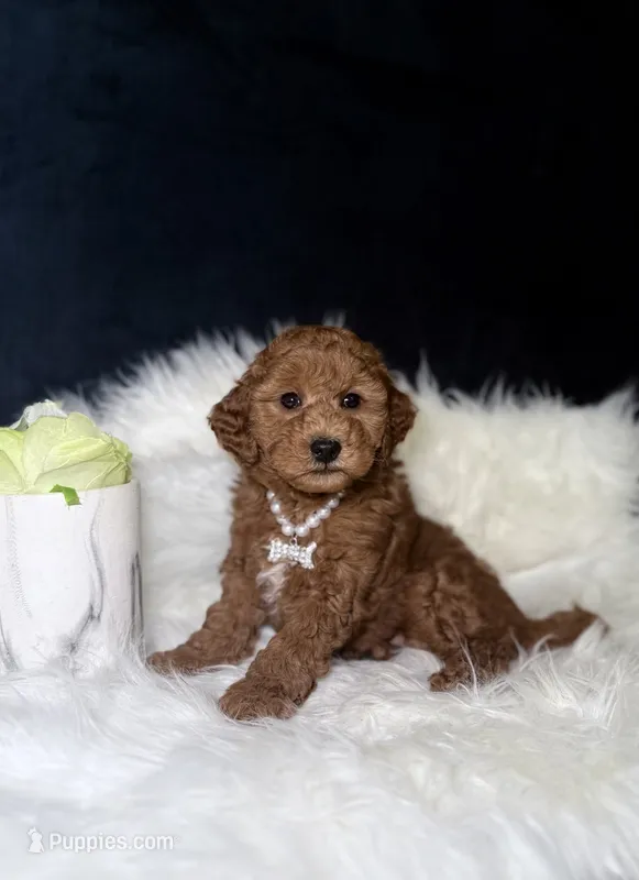 Rosie  – Miniature Goldendoodle puppy for sale in Homewood, IL