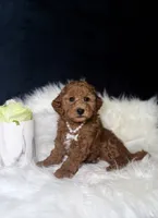 Rosie , a female Miniature Goldendoodle for sale in Homewood, IL – 1 of 3