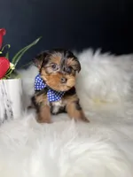 Manny, a male Yorkshire Terrier for sale in Olympia Fields, IL – Photo 3 of 3