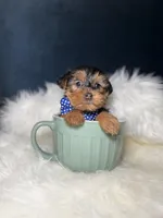 Manny, a male Yorkshire Terrier for sale in Olympia Fields, IL – Photo 2 of 3